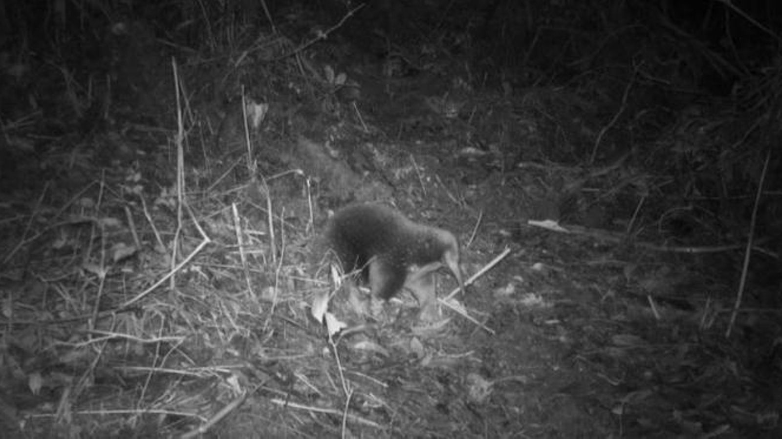 Un equidna camina entre la vegetación en las montañas Cyclops de Papúa