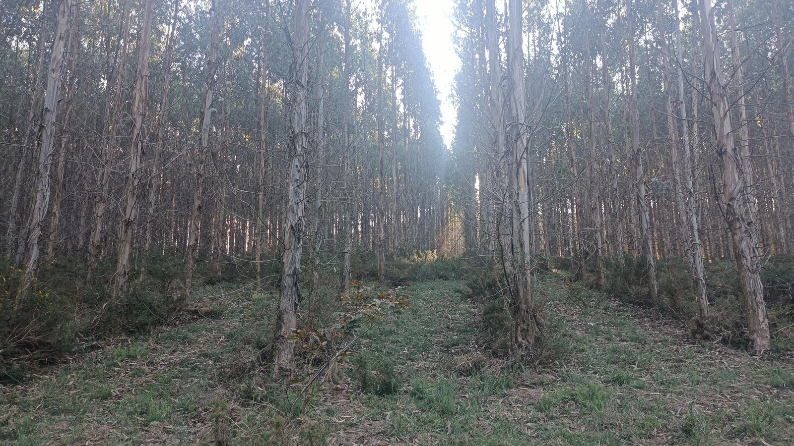 Bosque repoblado, con los árboles en perfectas hileras.