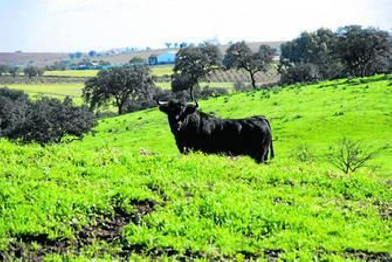 Un toro bravo en medio de la dehesa. Un toro bravo en medio de la dehesa.