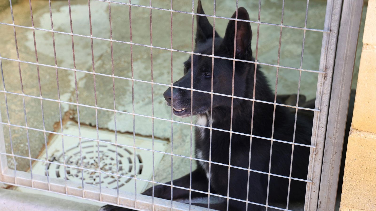 Los perros que buscan familia en la protectora de Animales de Málaga