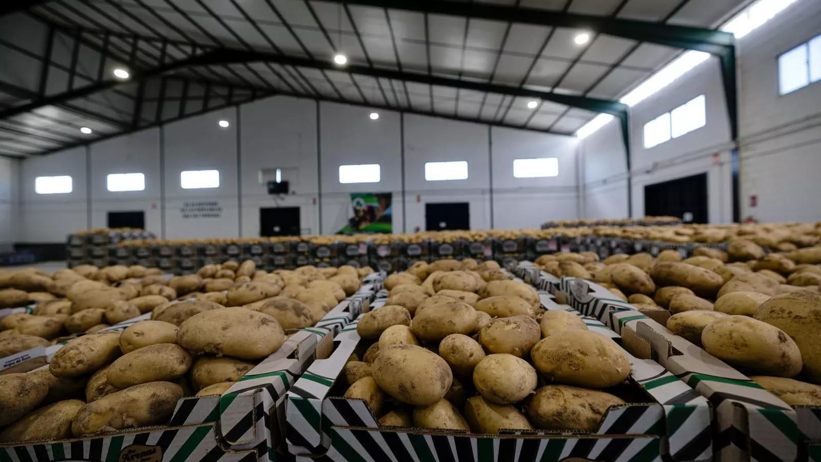 Sanlúcar es uno de los productores de patatas más importante en España.