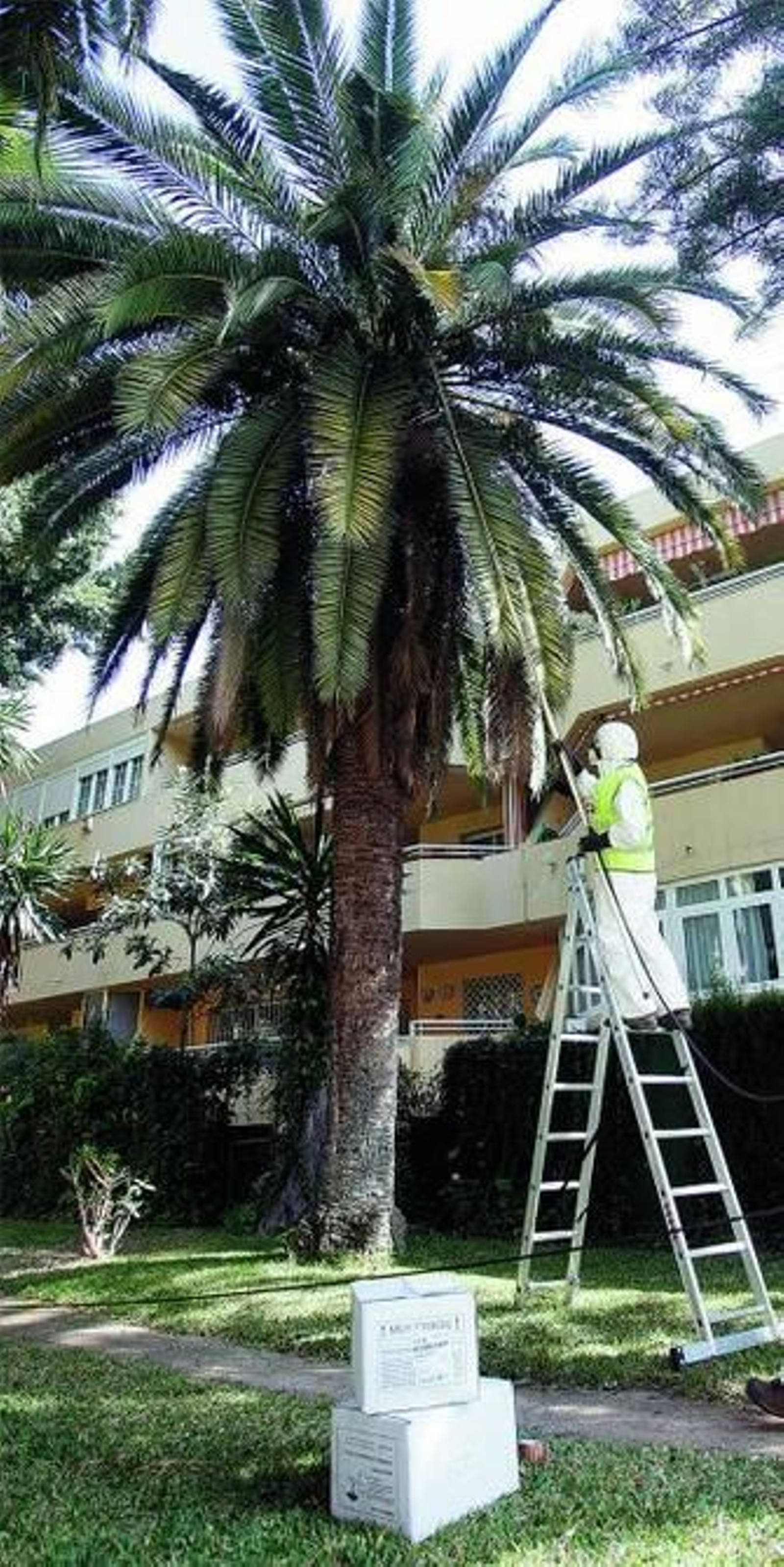 Un operario trata una palmera de Pedregalejo.