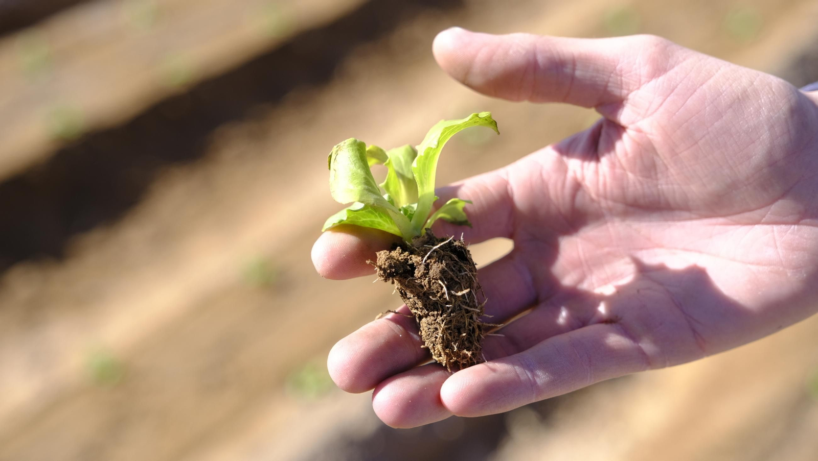 El abandono de cítricos en Huércal Overa, en imágenes