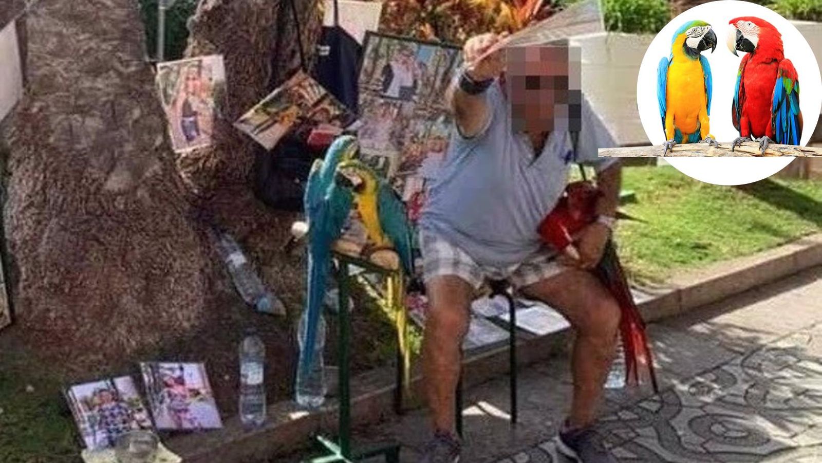 PACMA denuncia el uso de loros como reclamo turístico en Tenerife