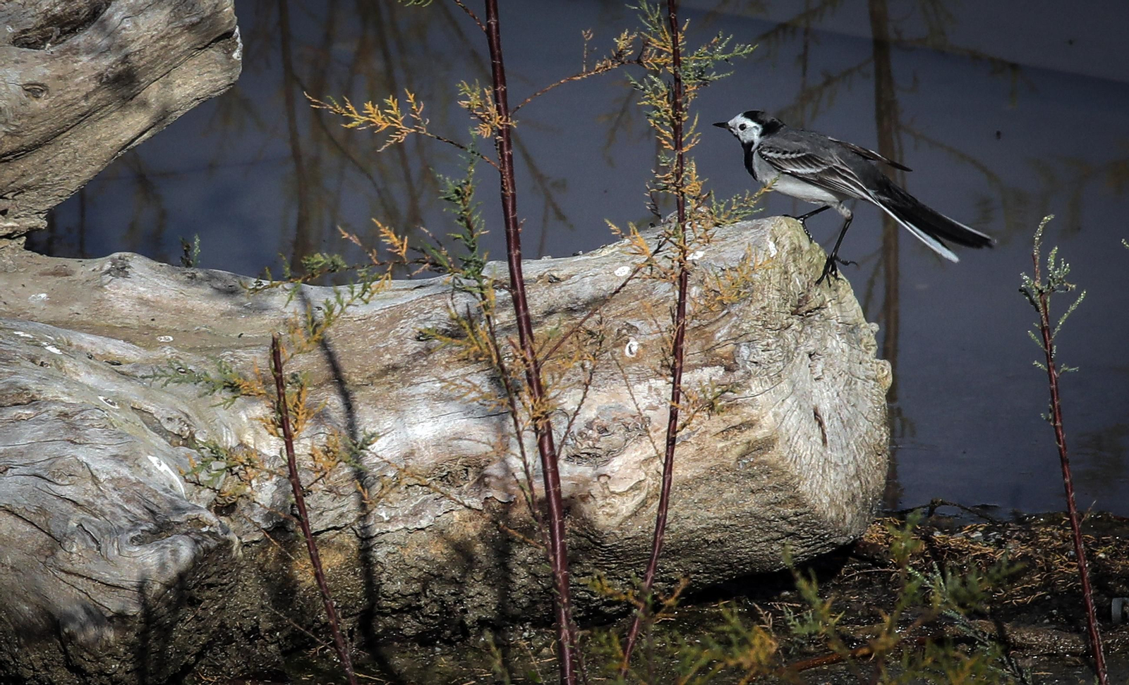 La Laguna de Medina, un paraíso para las aves