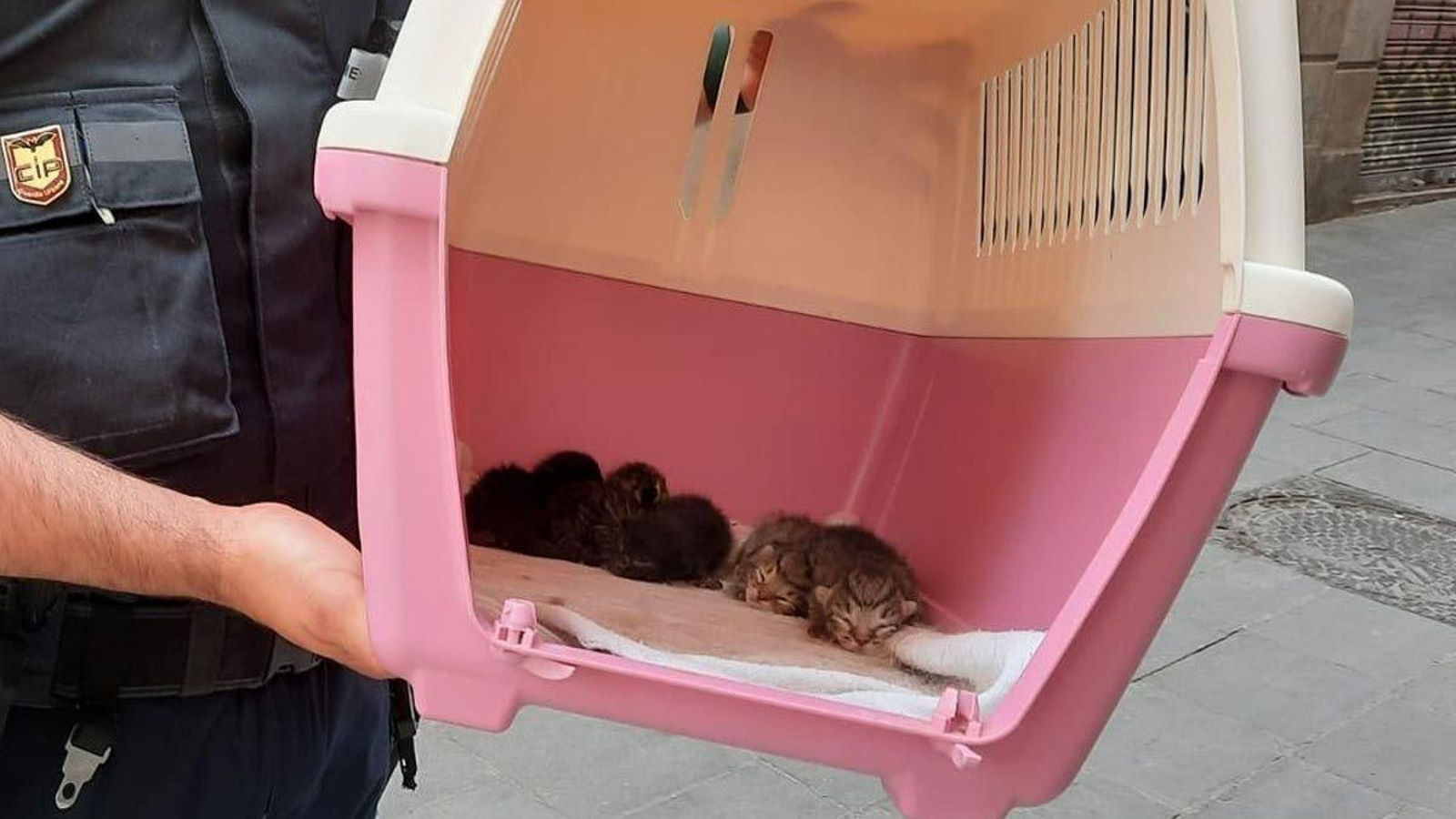 Intervienen a hombre 37 gatos y un conejo por el síndrome de Noé