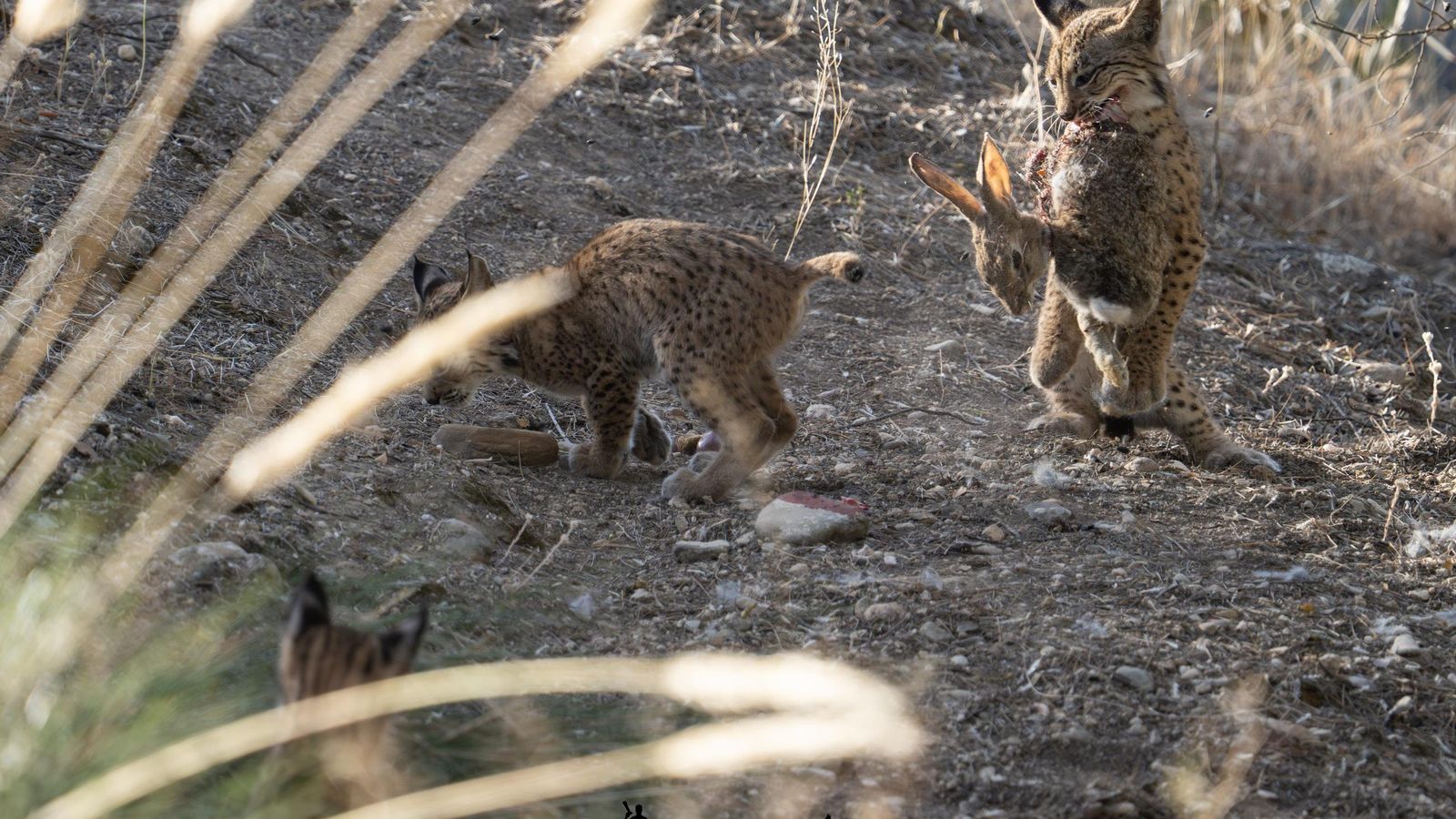 Lince ibérico devora una presa.