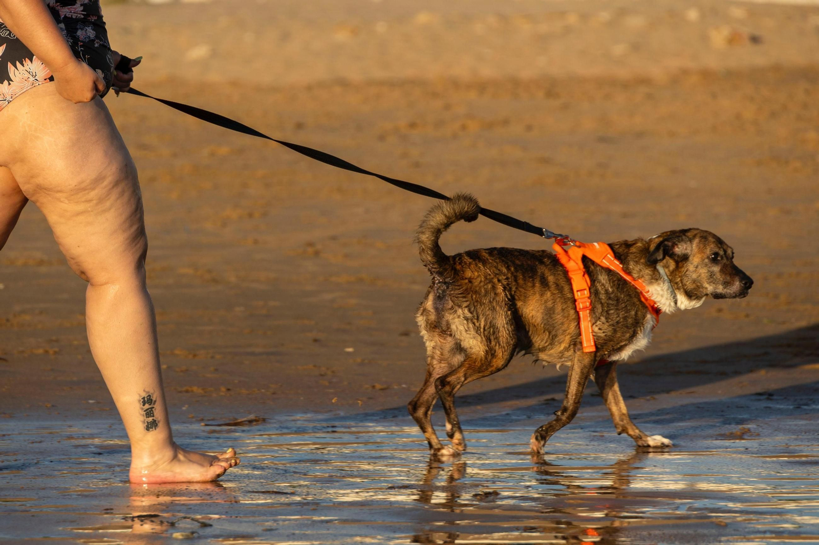 Así disfrutan los perros y sus dueños en la playa canina de Cádiz