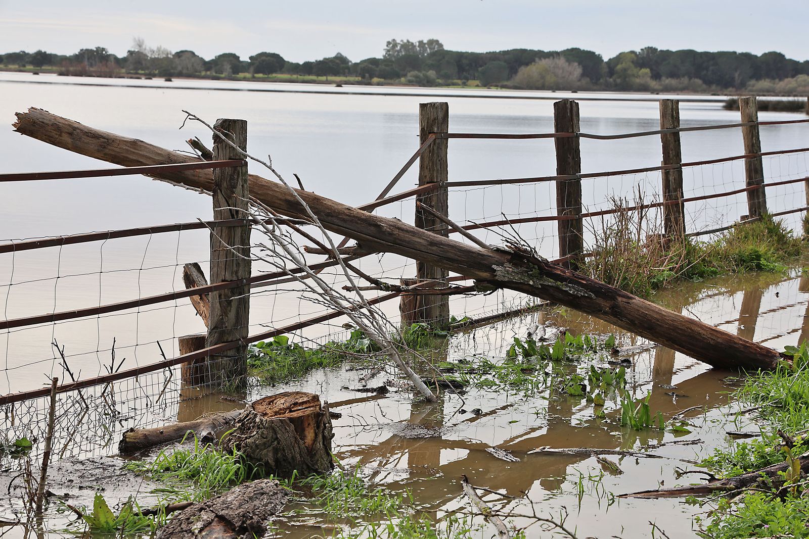 El estado de las marismas del Rocío tras el paso de la borrasca Marta