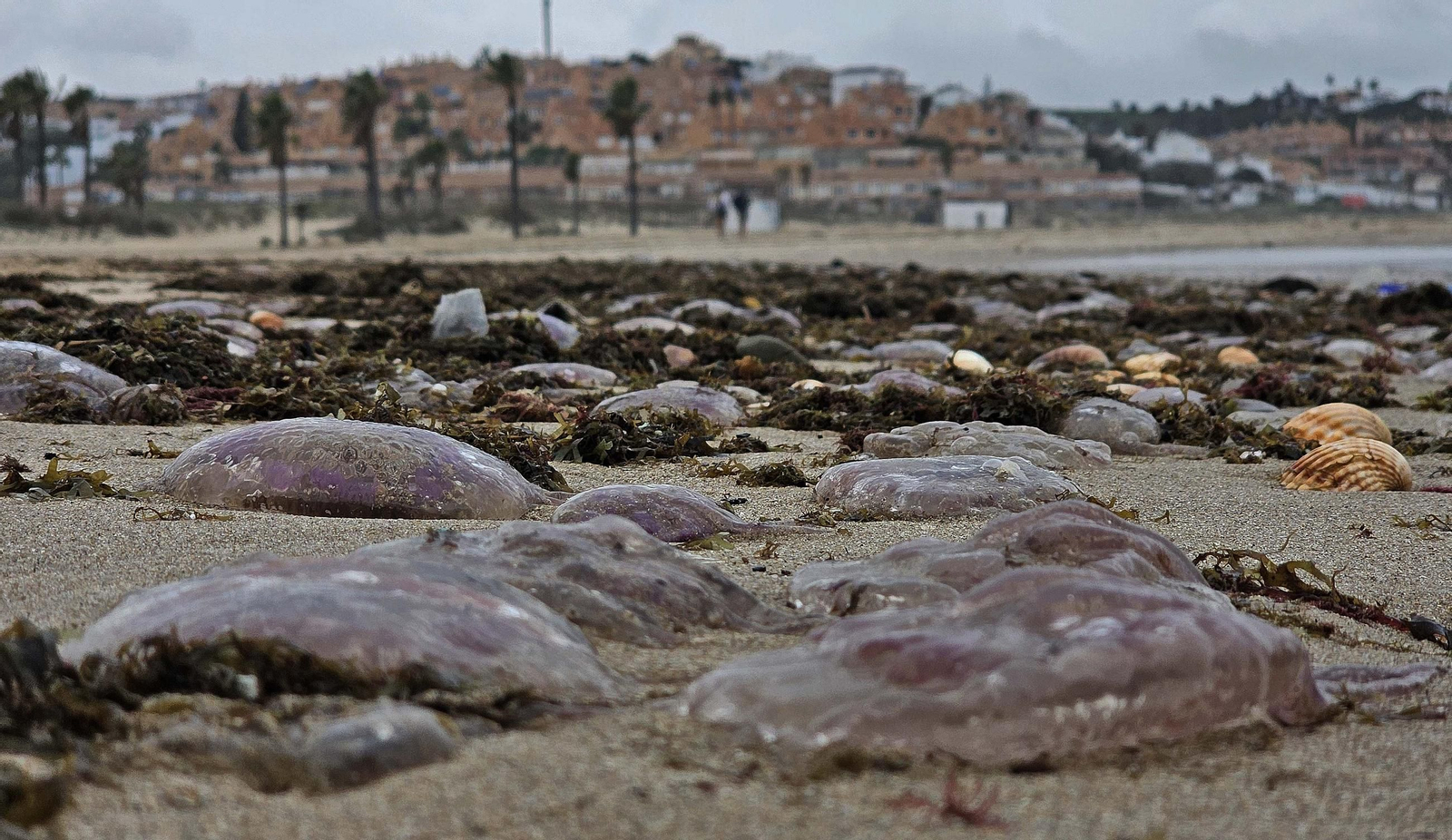 Fotos de las medusas en las playas de Algeciras