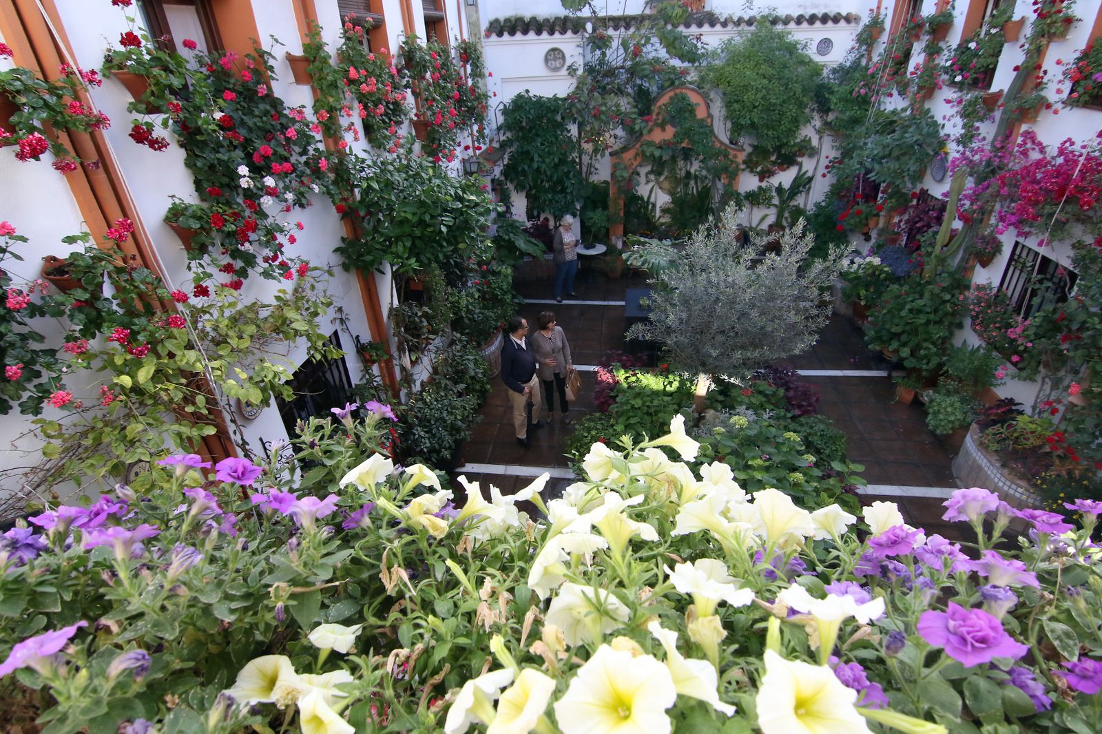 Los patios ganadores en el concurso de los Patios de Córdoba 2017