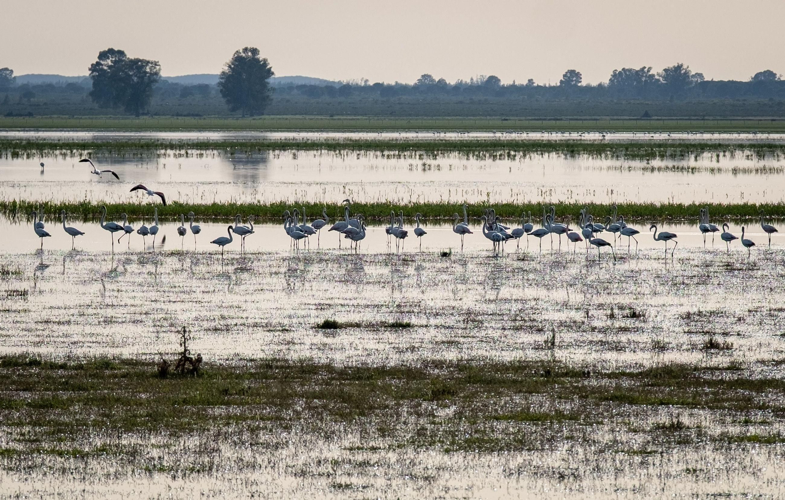 Un grupo de flamencos en la Marisma de Doñana.