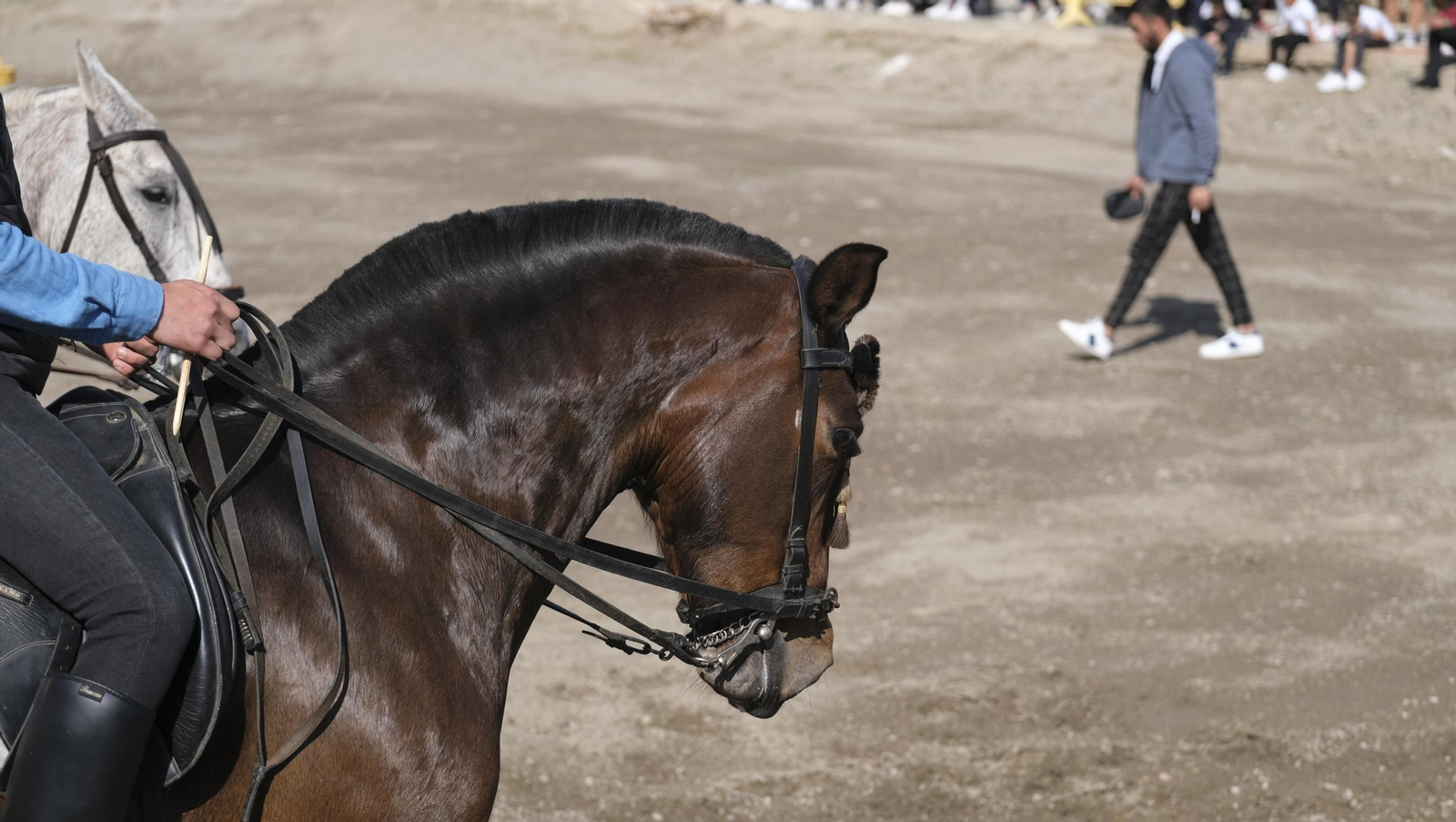 Imágenes de las Fiestas de San Marcos de Adra.