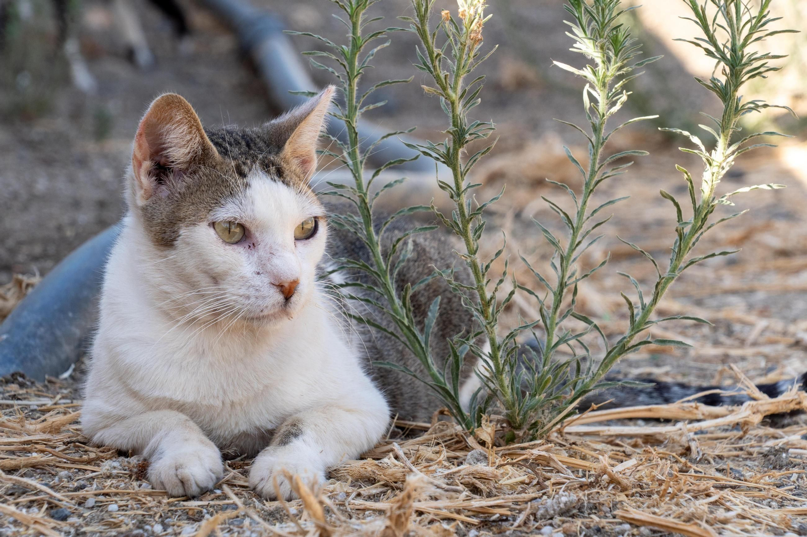 Gatos sociables, juguetones y con mucho amor que dar esperan dentro del centro.