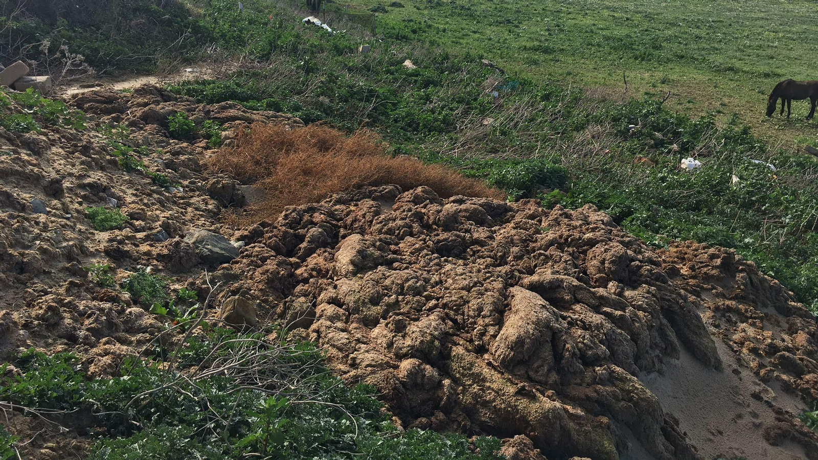 Vertedero de alga invasora junto a la Estación Depuradora de Aguas Residuales (EDAR) de Tarifa.