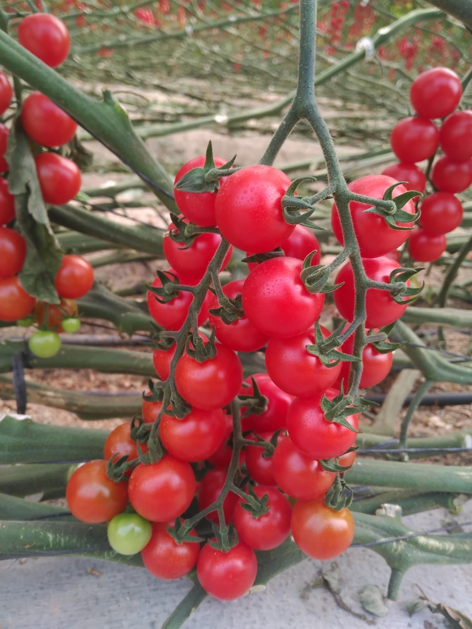 Una composición de Vellsam mejora el proceso de maduración del fruto y la fotosíntesis de las hojas