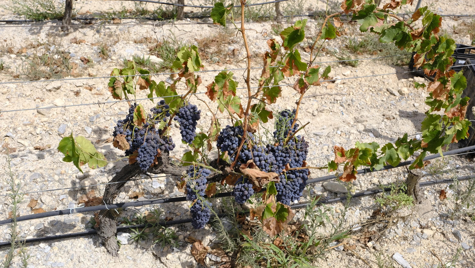 Llega la vendimia a las Bodegas Perfer, en Uleila del Campo