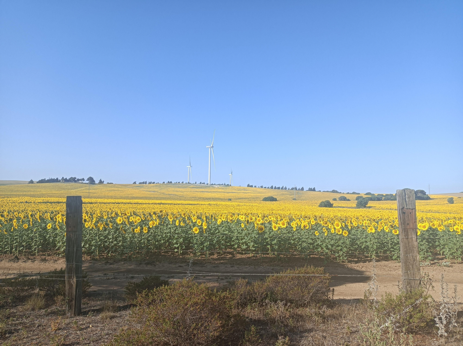 Tendremos ocasión de ver muchos campos de girasoles.