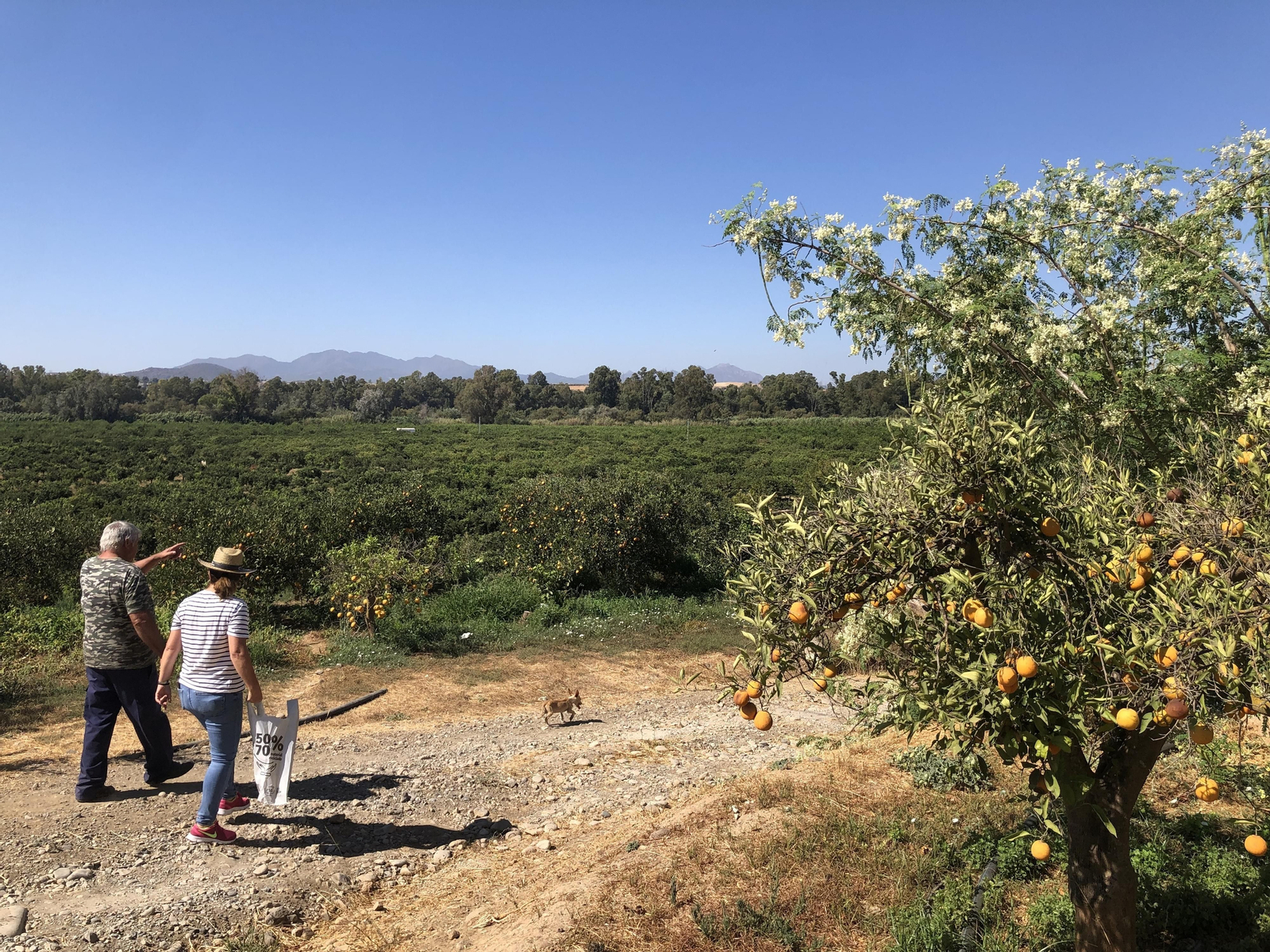 Los agricultores observan los terrenos de naranjos.