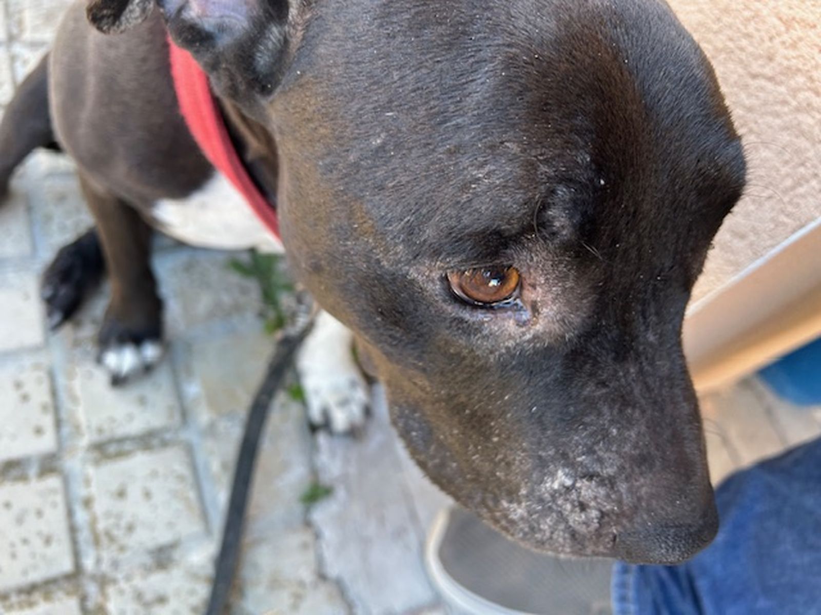 Perro con la enfermedad.