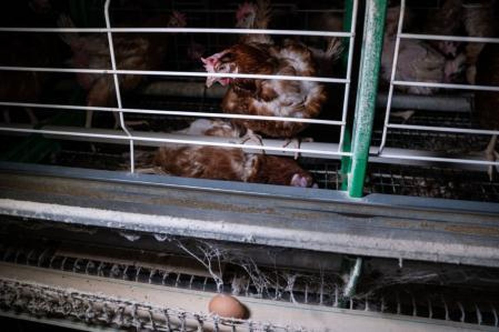 Piden la prohibición de las jaulas para animales de granja en el Día Mundial Contra las Jaulas