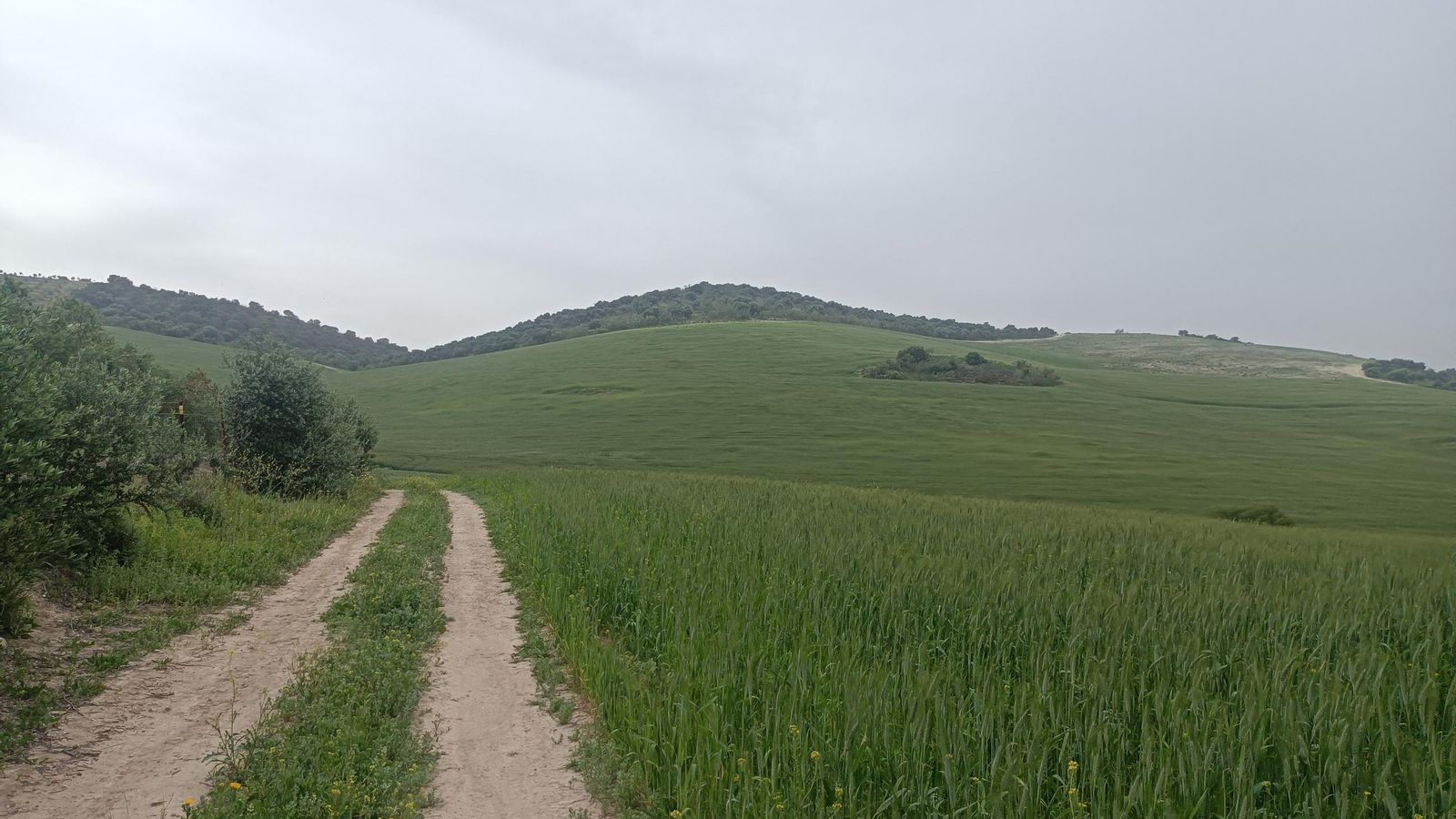 Caminamos entre zonas de pastos.