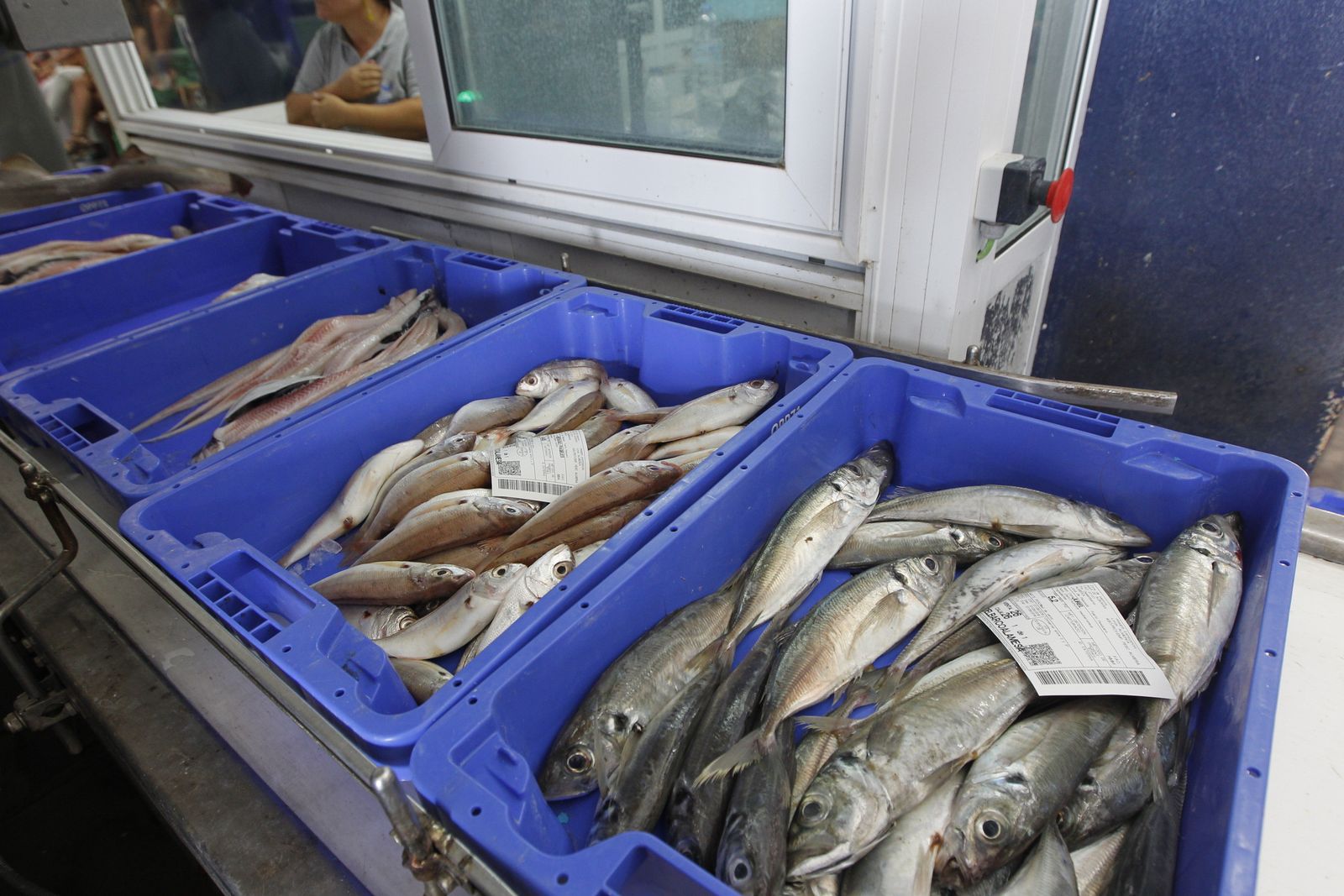 Fotogalería Jornada Puertas Abiertas Puerto Pesquero Almería