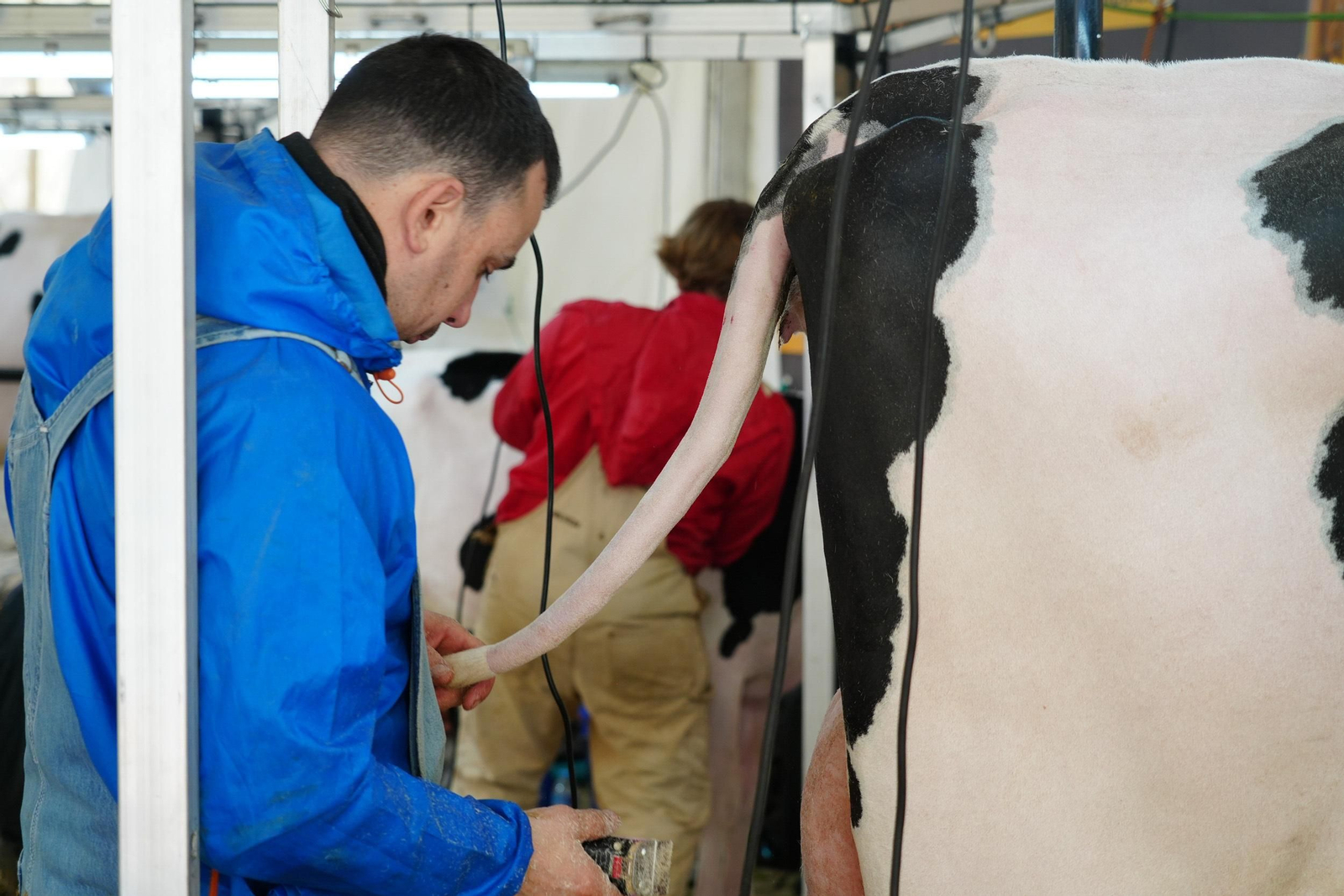 Un paseo en imágenes por la XVI Feria de Ganado Frisón Usías Holsteins de Dos Torres