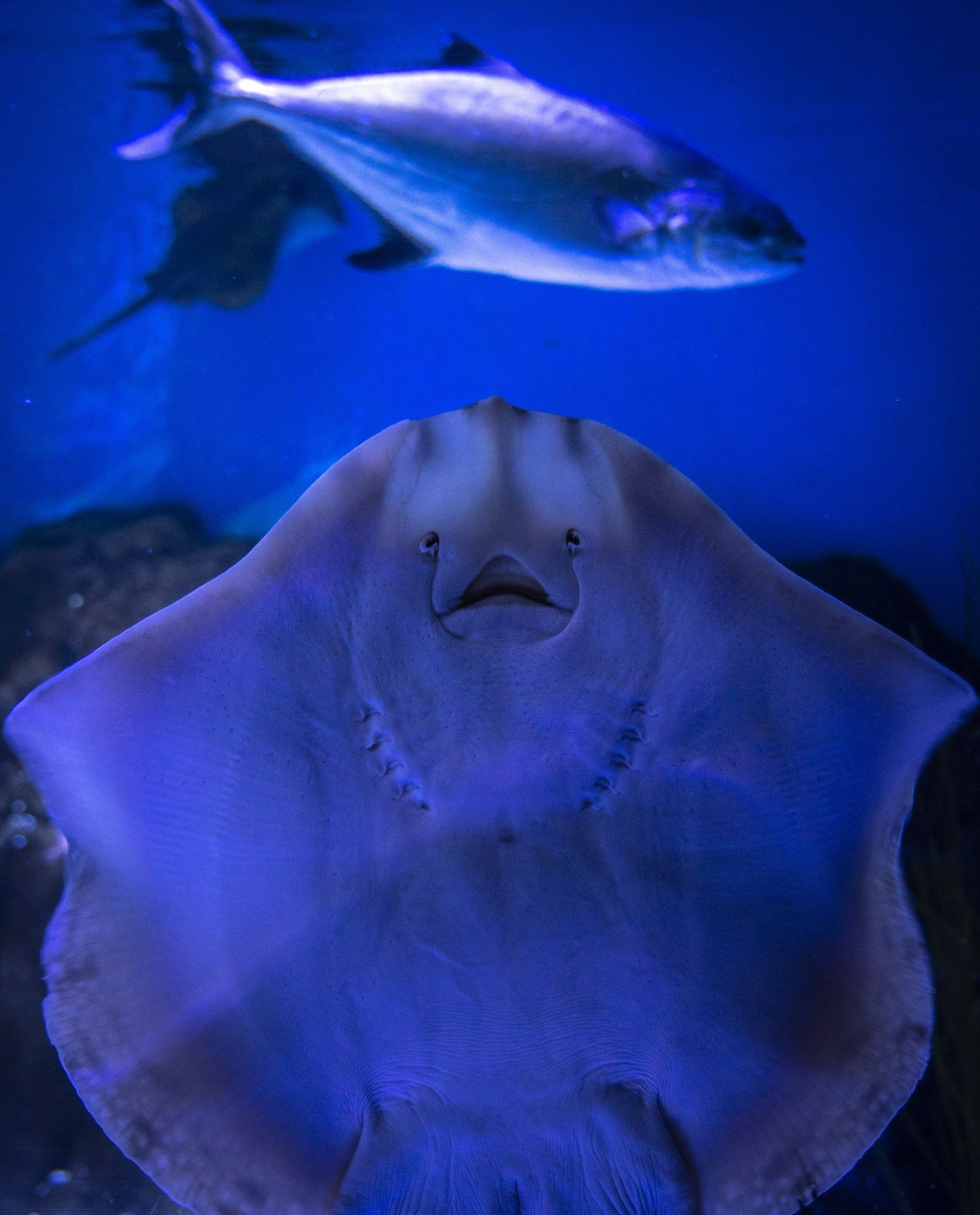 La reapertura del acuario de Sevilla, en imágenes