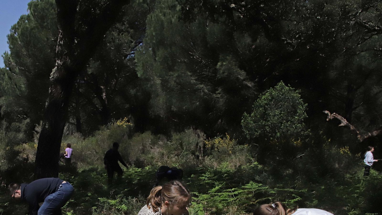 Fotografías de la plantación del programa 'Reverdece' de Acerinox Fotografías de la plantación del programa 'Reverdece' de Acerinox
