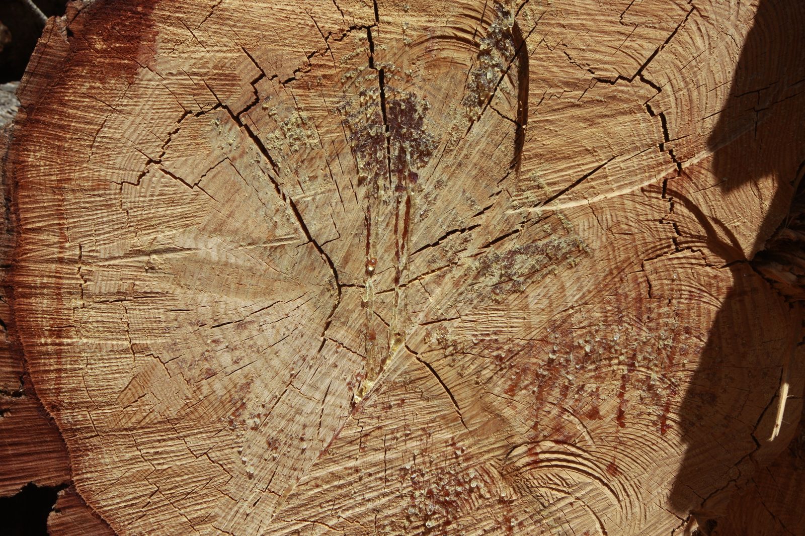 Imágenes de la sequía que golpea con dureza la producción de cereal en Los Vélez