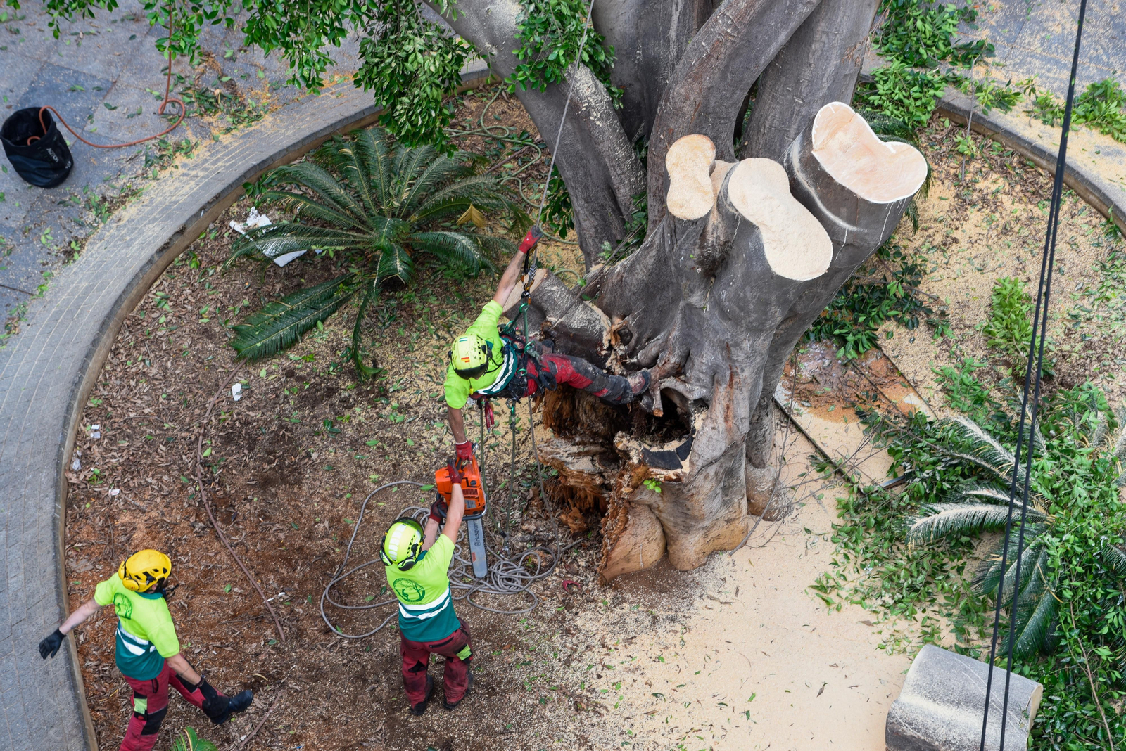 El final del ficus de la Encarnación