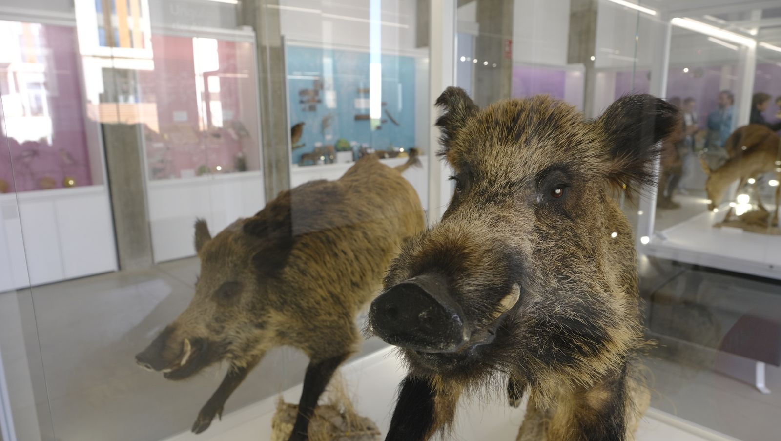 Las mejores imágenes del Pabellón de Historia Natural de la UAL