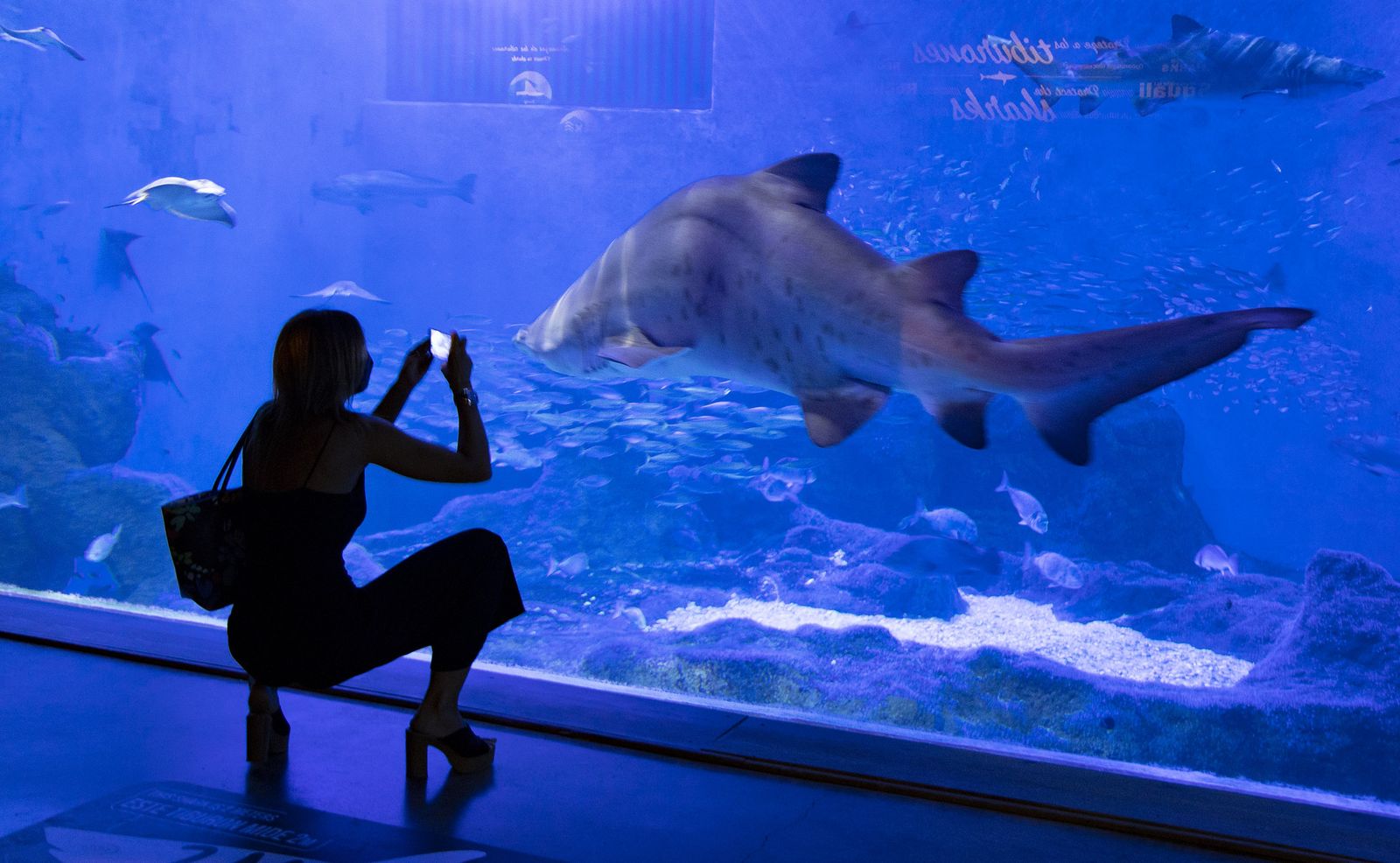 La reapertura del acuario de Sevilla, en imágenes