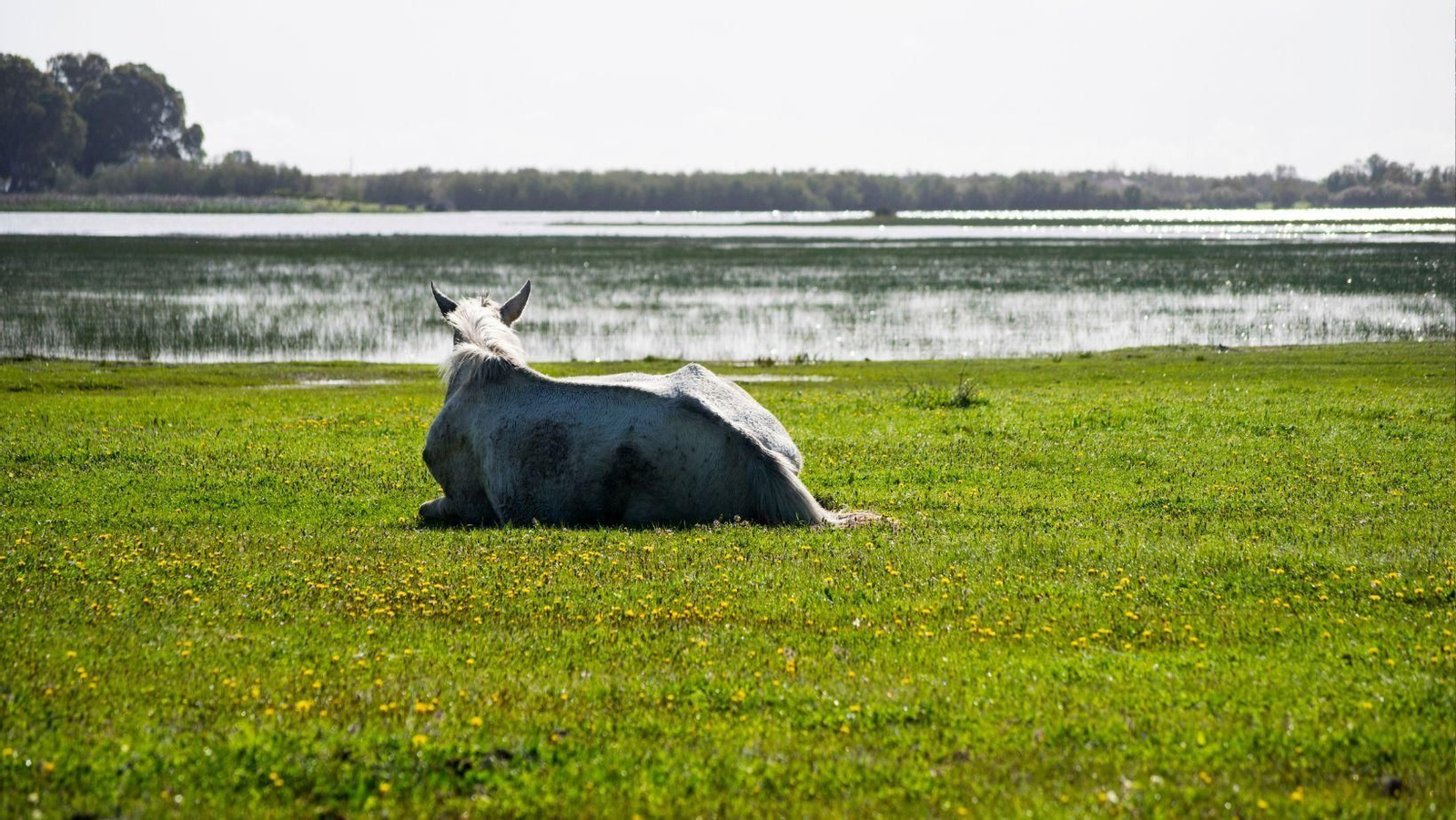 Este paisaje de Huelva, uno de los más bonitos de España para disfrutar los colores de la primavera