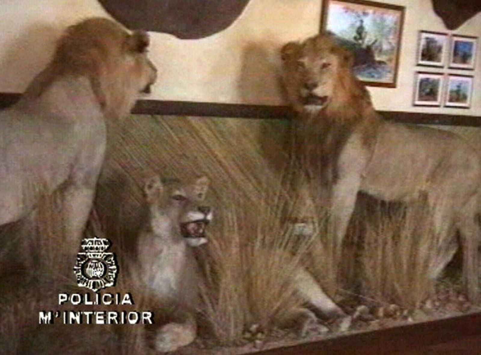 Leones disecados en una habitación del domicilio de Juan Antonio Roca.