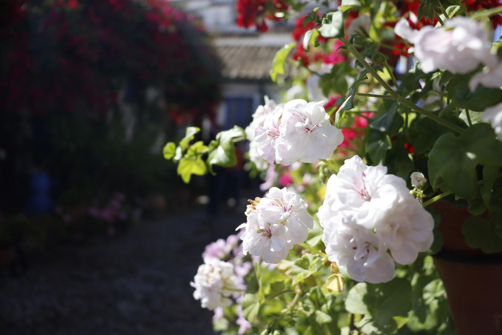 Patio de Marroquíes, 6