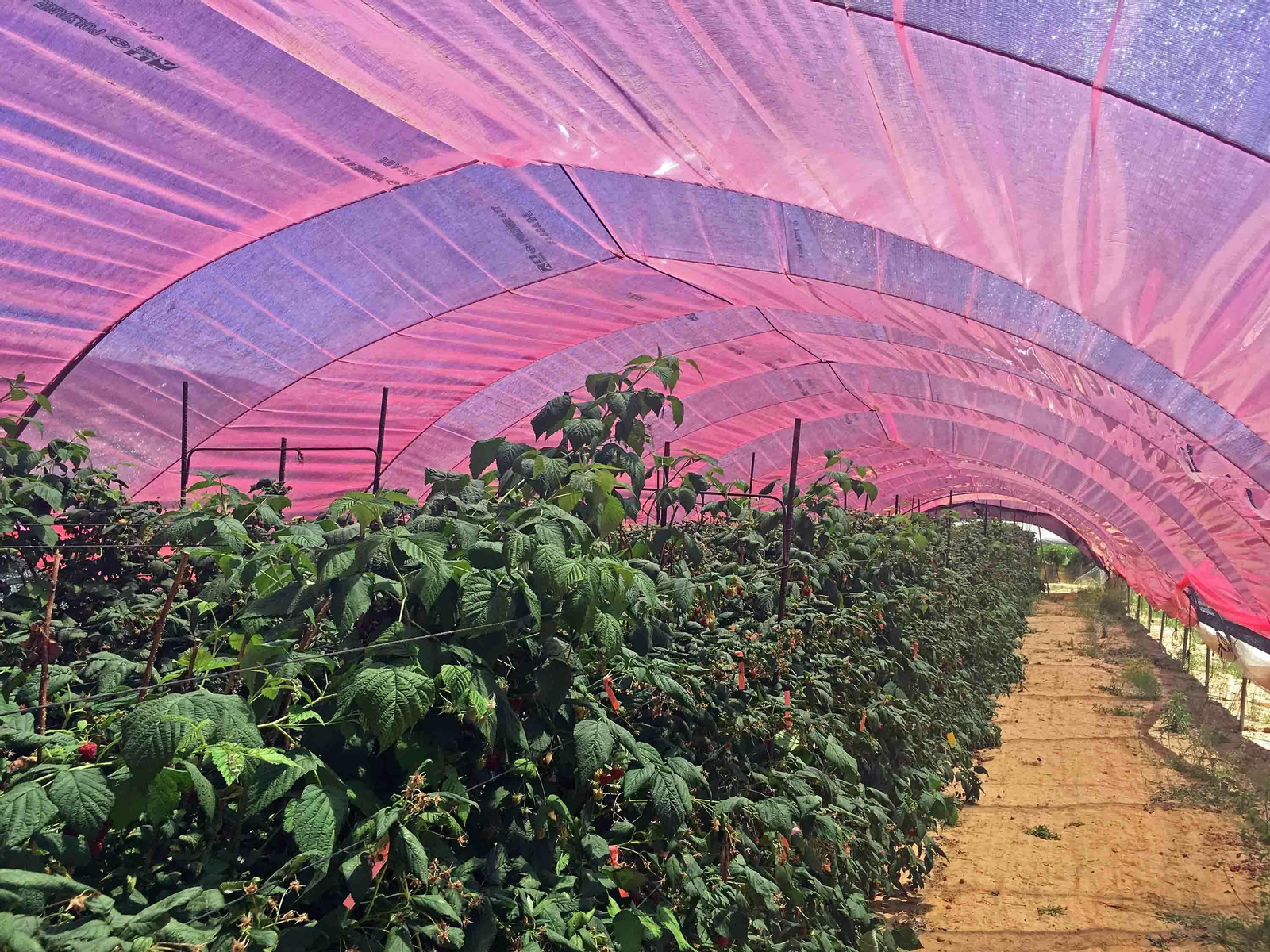 Imágenes de los plásticos luminiscentes que mejora el rendimiento de los frutos rojos en Huelva Imágenes de los plásticos luminiscentes que mejora el rendimiento de los frutos rojos en Huelva