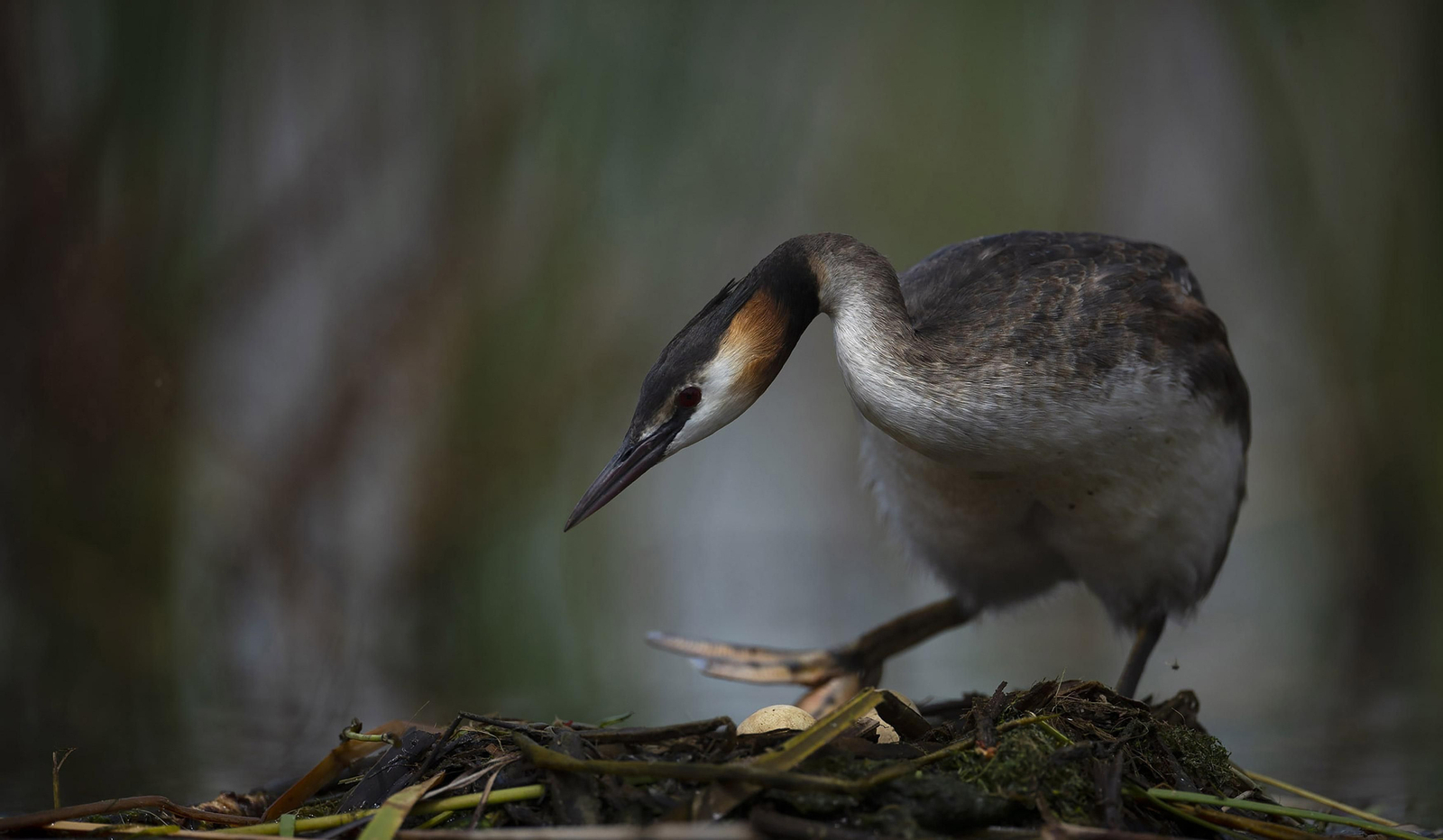 Doñana, imágenes de un mosaico de ecosistemas único