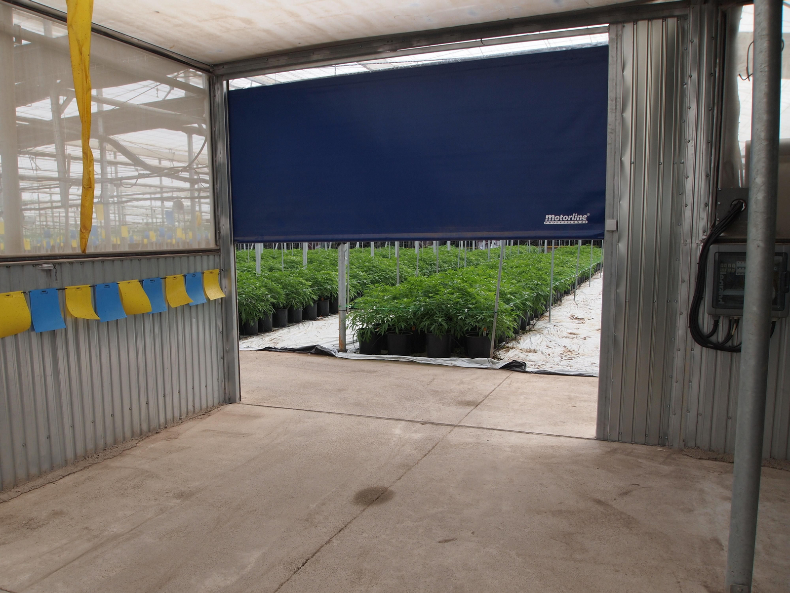 Viaje al interior de los invernaderos de última generación para el cultivo del cáñamo