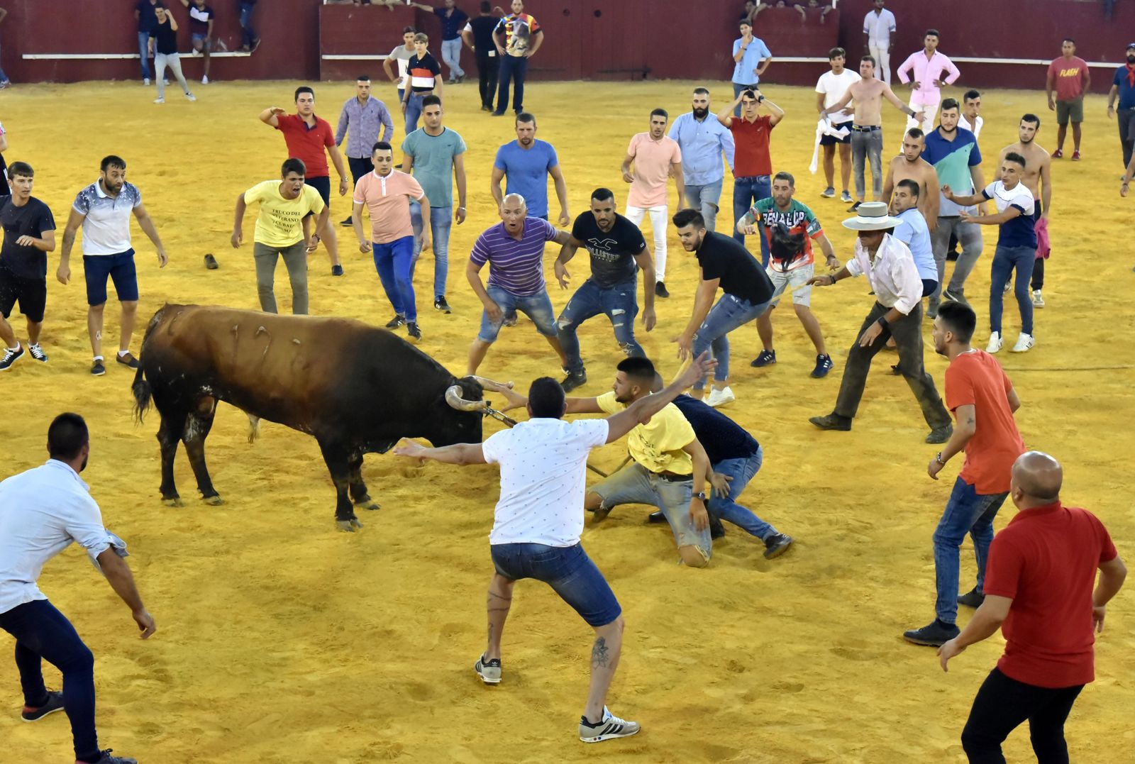 Toro del Aguardiente