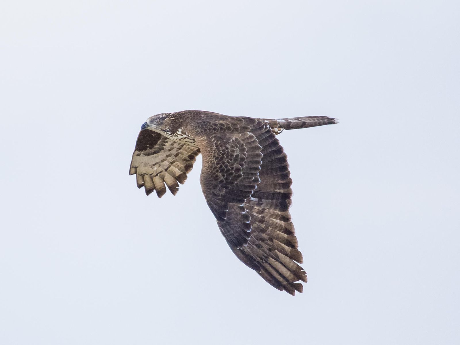 Los cuatro héroes del Estrecho del reportaje: