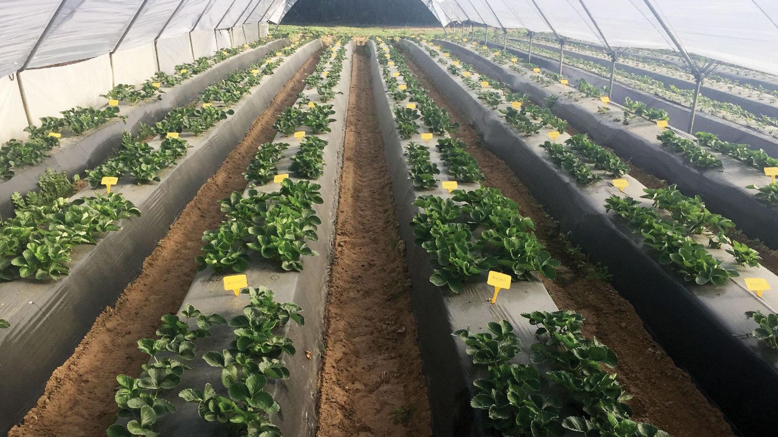 Trabajan para ofrecer los mejores frutos rojos orgánicos del mercado.