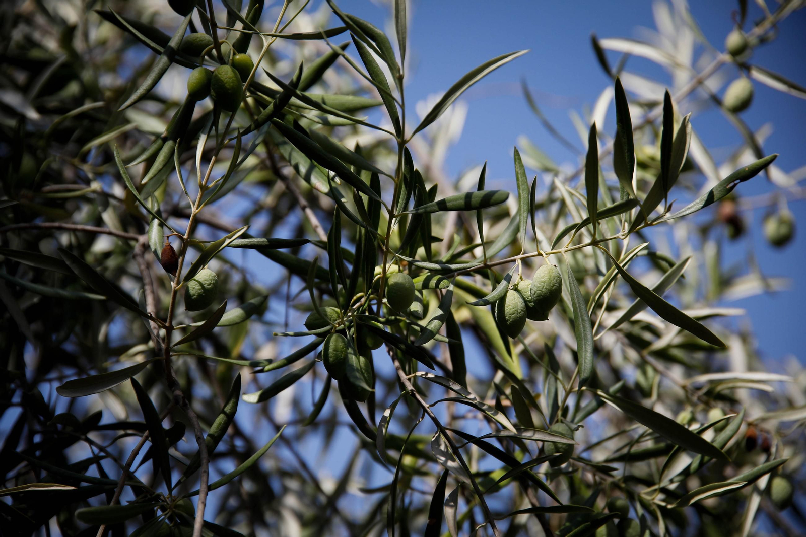 Aceitunas arrugadas en un olivo que se regó por última vez hace tres meses, en la zona de Abrucena. Aceitunas arrugadas en un olivo que se regó por última vez hace tres meses, en la zona de Abrucena.