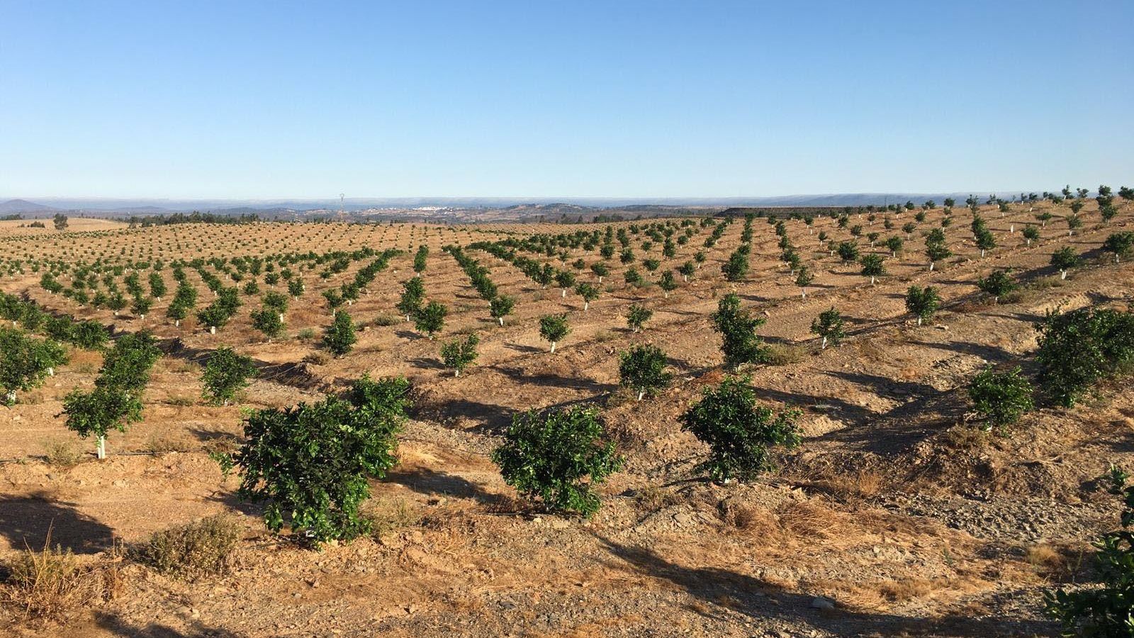 Cultivo de Cítricos en la Comunidad de Regantes del Andévalo Minero