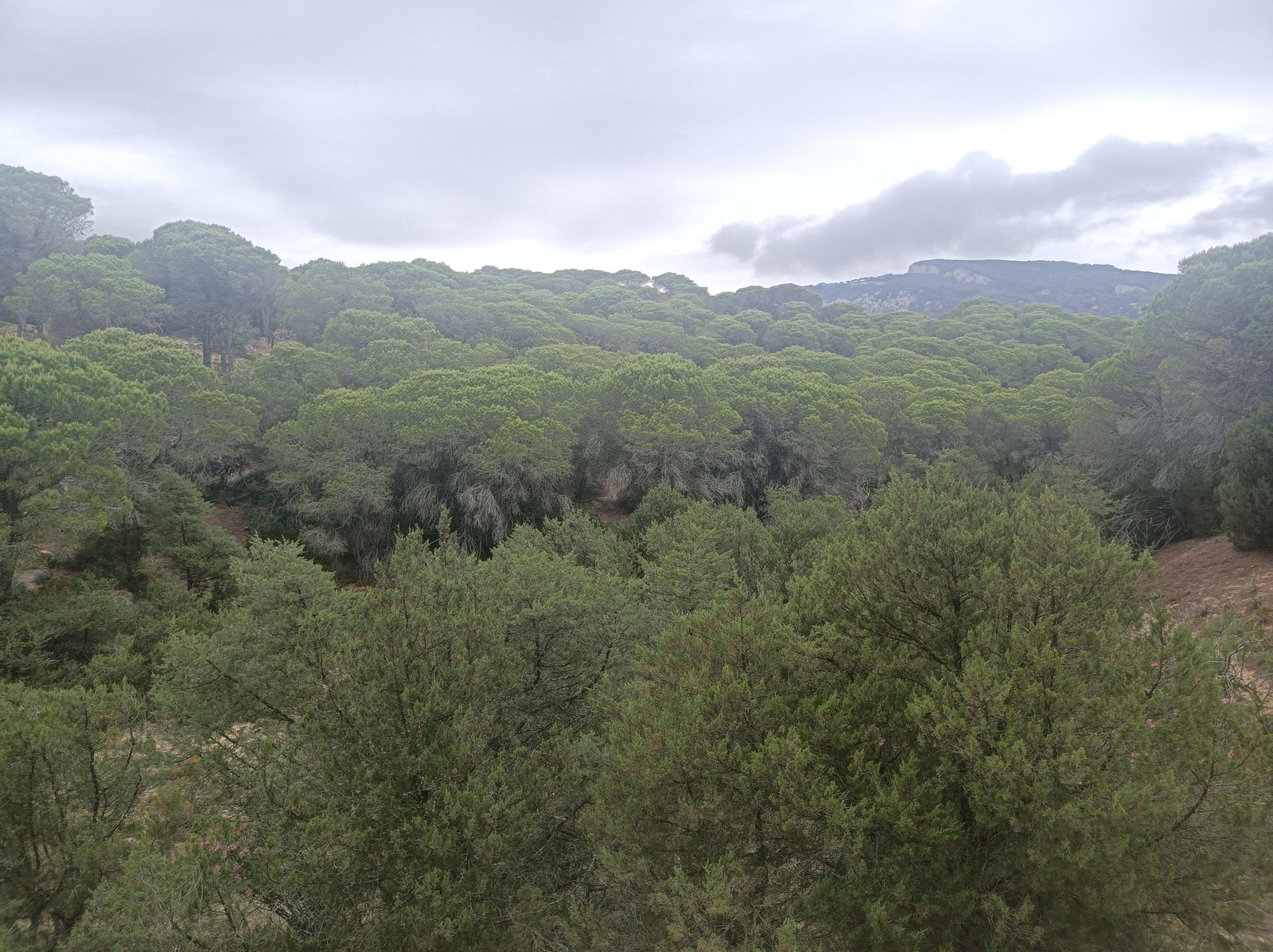 Los kilómetros finales avanzan por un bello pinar.