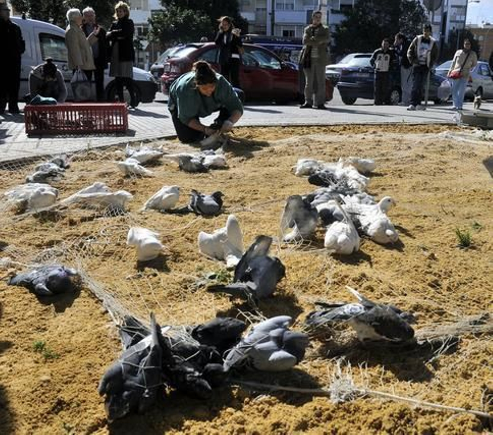 El Ayuntamiento atrapa 500 palomas con el nuevo sistema de cañón de redes.

Foto: Juan Carlos Vázquez
