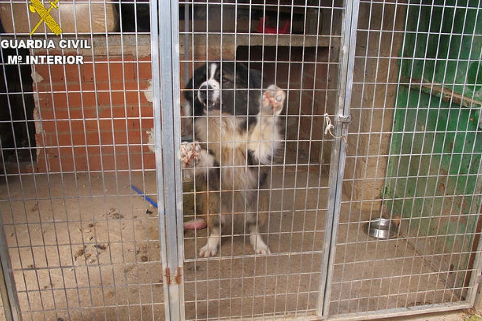 Investigan a un hombre por maltratar a ocho perros al operarlos para que no ladrasen