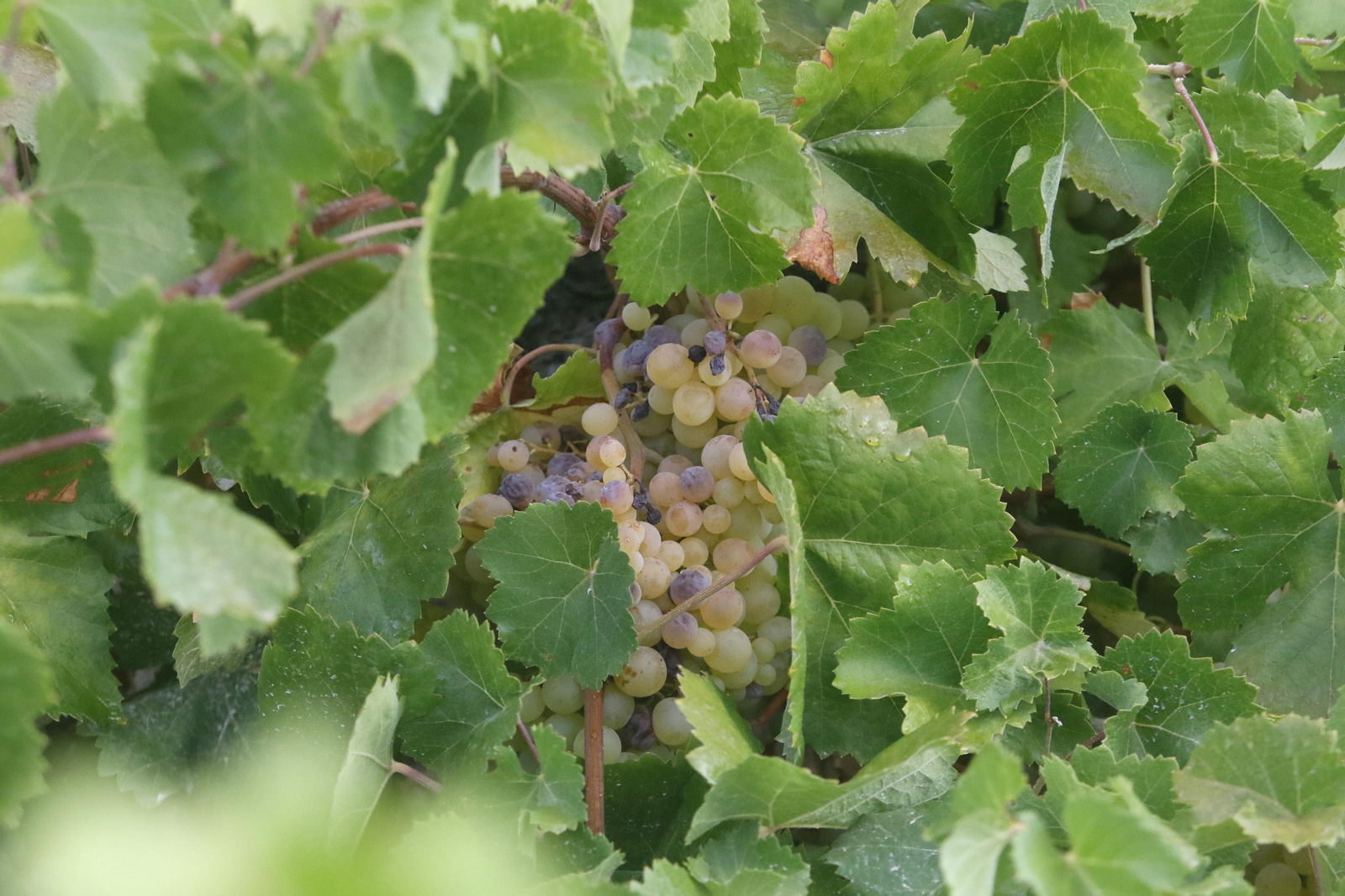 La vendimia en Montilla-Moriles, en fotografías
