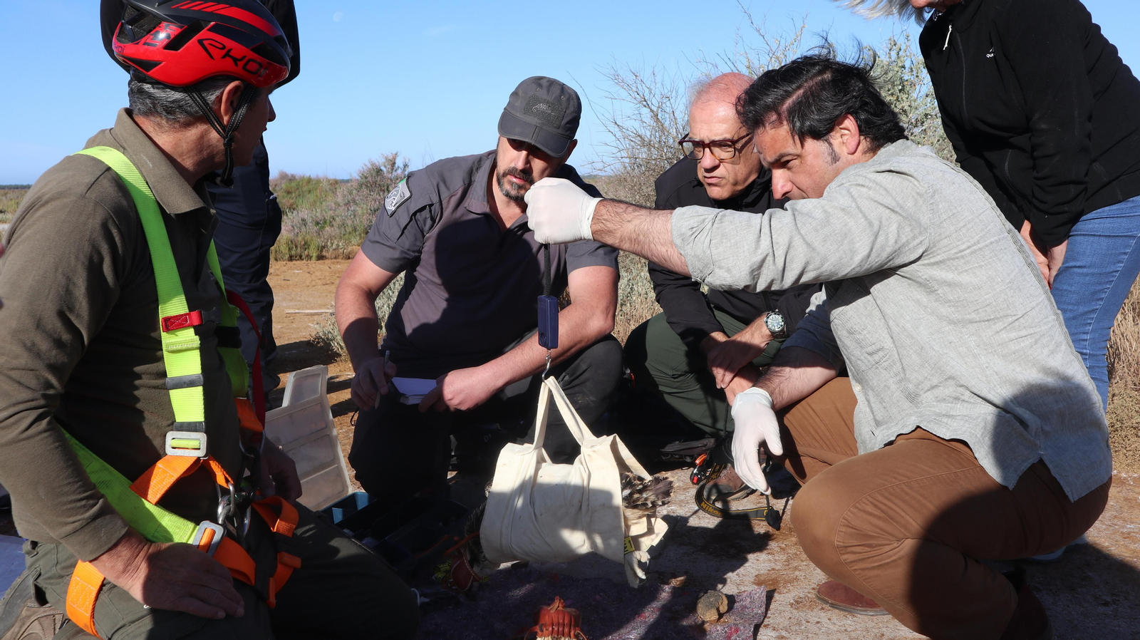 Anillamiento de tres pollos de águila pescadora nacidas en el Paraje Natural Marismas del Odiel